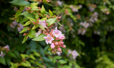 Großblütige Abelie - ist sie winterhart oder frostempfindlich