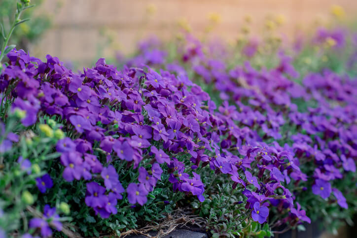 Häufigkeit des Beschnitts