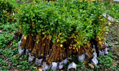 Hainbuchenhecke - anfallende Kosten