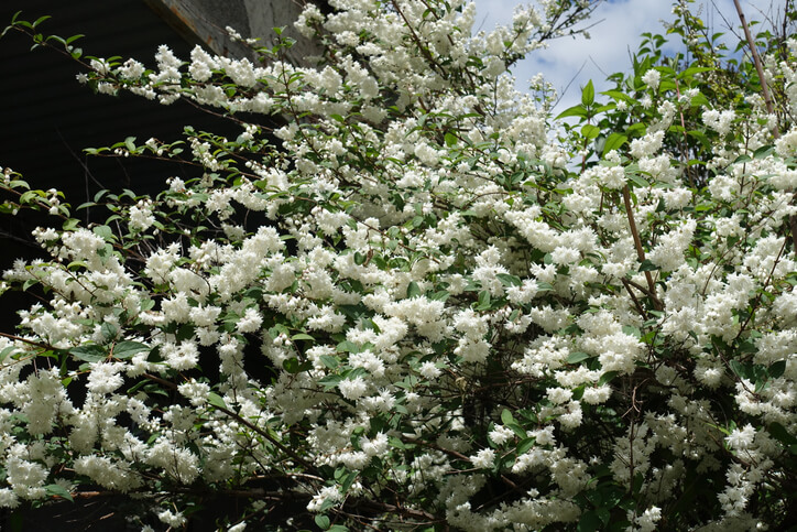 Hoher Sternchenstrauch - Deutzia magnifica