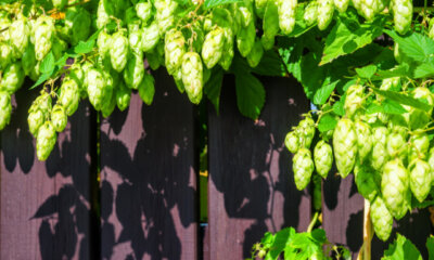 Hopfen als Sichtschutz - Pflanzung und Pflege