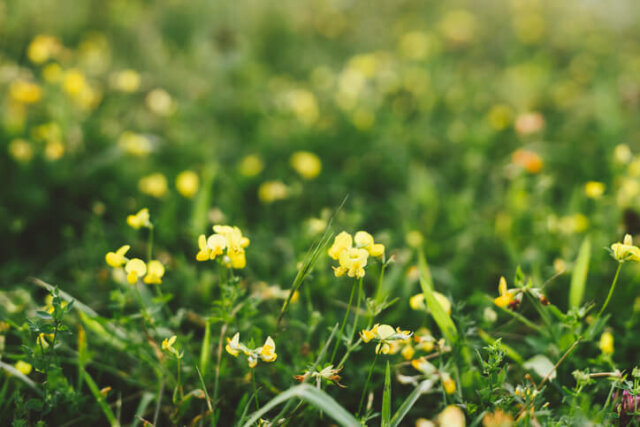 Hornklee - Gegenmaßnahmen für einen schönen Rasen