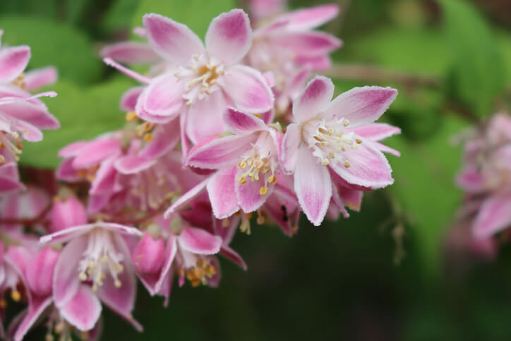 Kalmiendeutzie - Deutzia kalmiiflora