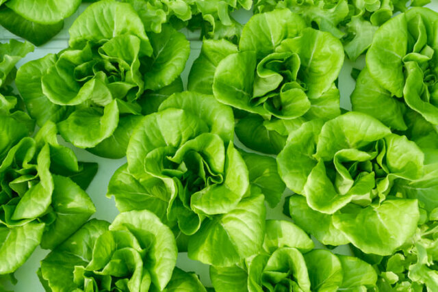 Kopfsalat - richtige Anzucht