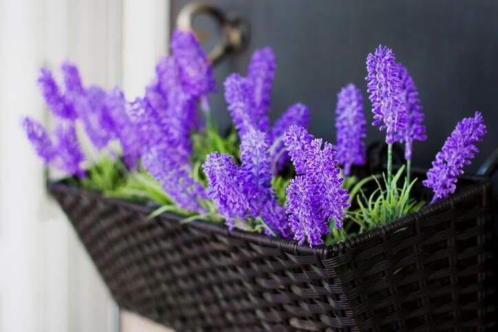 Lavendel in Kübeln und Hängekörben