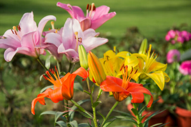 Lilien - Wissenswertes zum Geruch der Gewächse