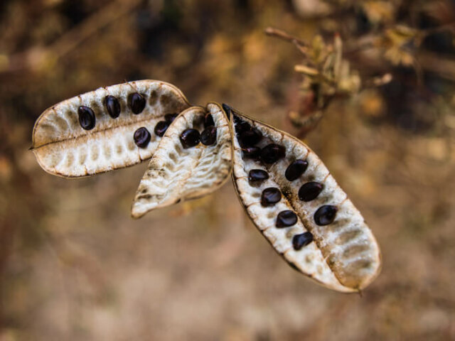 Mimosen - Anzucht aus Samen