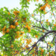Mirabellenbaum - Bewässerung, Düngergaben, Beschnitt und Standort