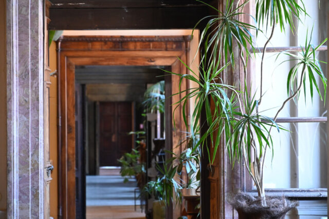 Palmen - welche Arten eignen sich für schattige Standorte