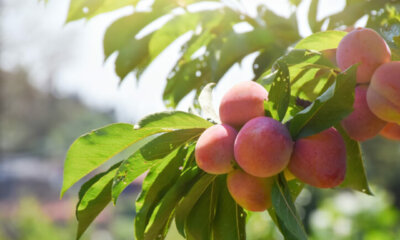 Pfirsiche - Ursprung der Früchte