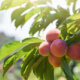 Pfirsiche - Ursprung der Früchte