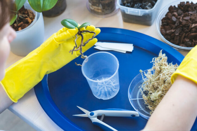 Phalaenopsis - Anzucht aus Kindeln