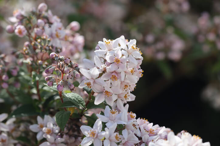 Rosendeutzie - Deutzia hybride ‘Mont Rose’