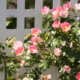 Rosenspalier - einfache Ideen für den Eigenbau