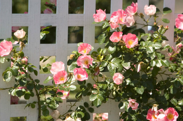 Rosenspalier - einfache Ideen für den Eigenbau