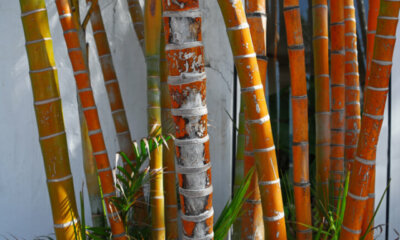 Roter Bambus - Bewässerung, Düngergaben und Beschnitt