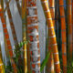 Roter Bambus - Bewässerung, Düngergaben und Beschnitt