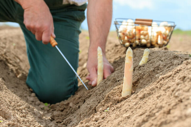 Spargel - wie sticht man das Gemüse richtig