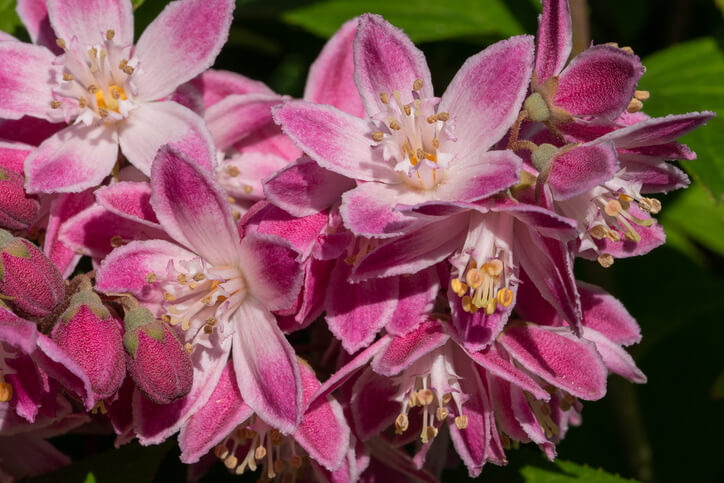 Sternchenstrauch 'Rosealind' - Deutzia elegantissima 'Rosealind'