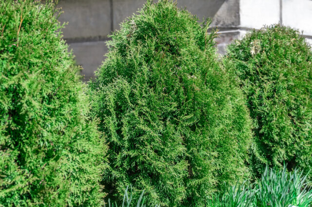 Thuja brabant - Bewässerung, Düngergaben, Beschnitt, etc.