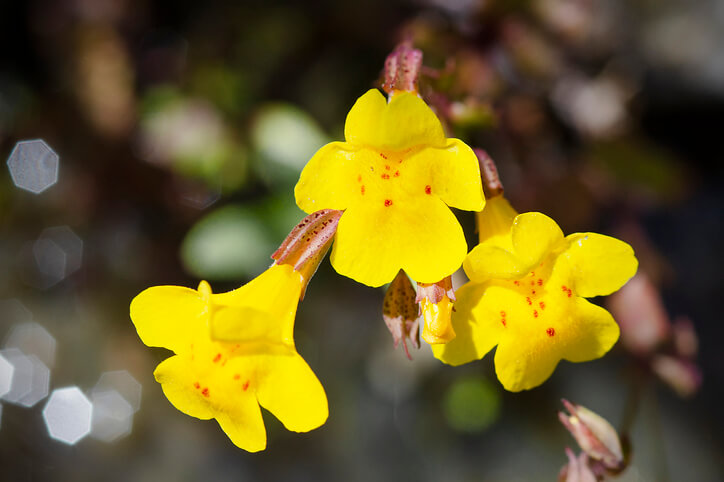 Verlängerung der Blütezeit