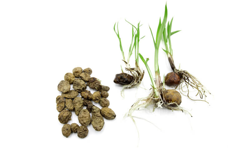 Vermehrung durch Aussaat