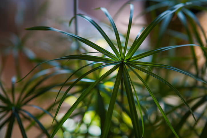Vermehrung über Ableger