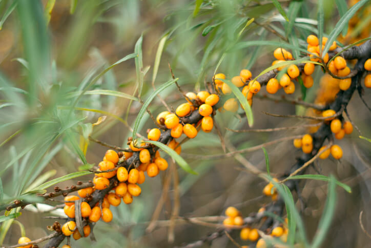 Vermehrung über Ausläufer