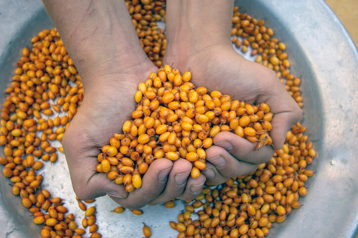 Vermehrung über Samen