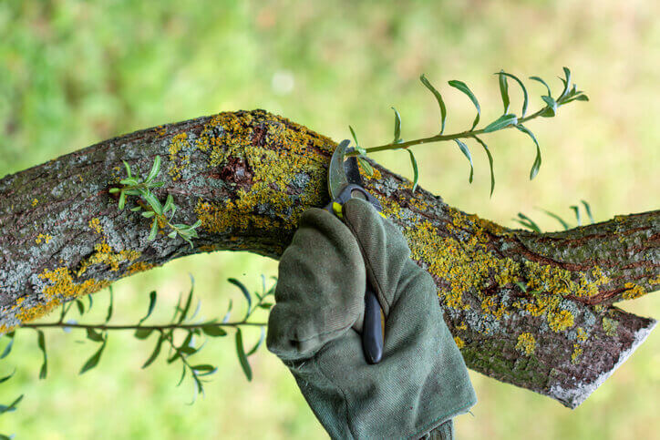 Vermehrung über Stecklinge