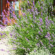 Vorgarten - kreative Gestaltungsideen mit Lavendel