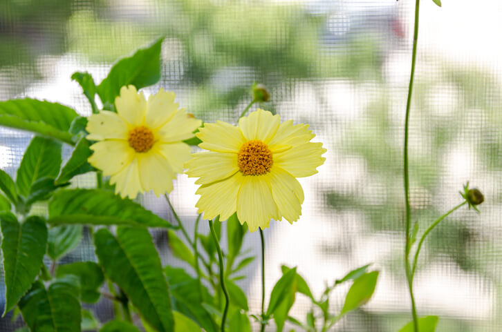Vorteile eines Rückschnitts