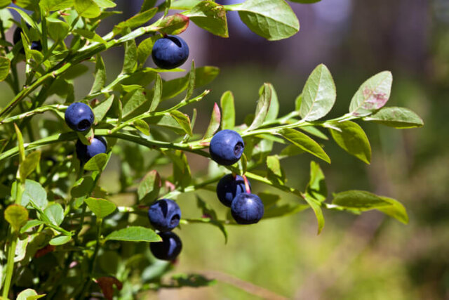 Waldheidelbeeren - Wissenswertes zum Kauf der Pflanzen