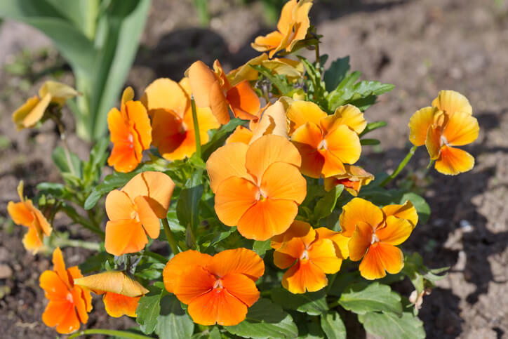 Zauberhafte Frühlingsboten