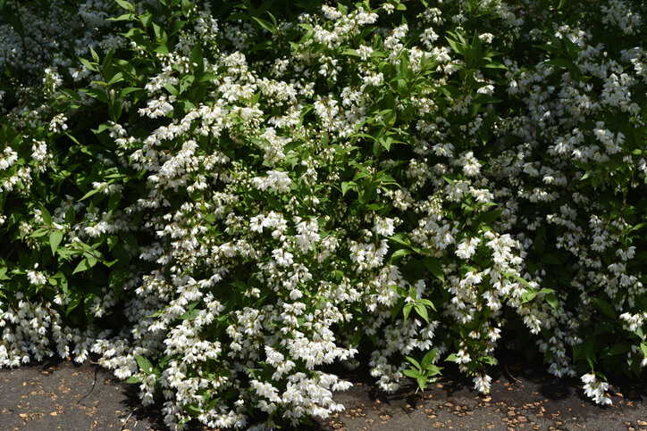 Zierliche Deutzie - Deutzia gracilis
