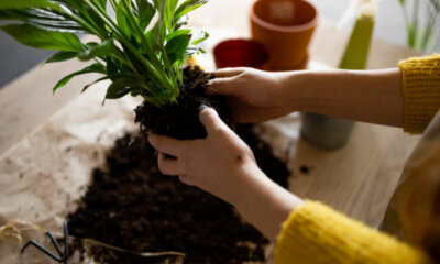 Zimmerpflanzen - mögliche Vermehrungsmethoden