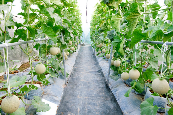 Melone im Gewächshaus