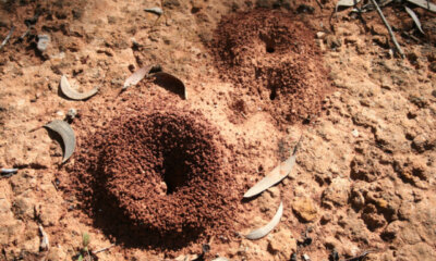 Ameisen - natürliches Umsiedeln der Insekten