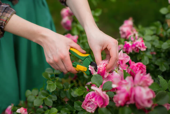 Beschnitt von Rosen im Sommer