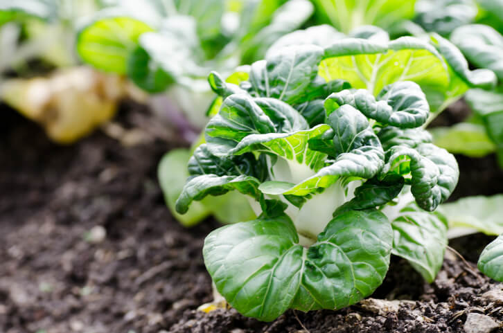 Besonderheiten und Fruchtfolge