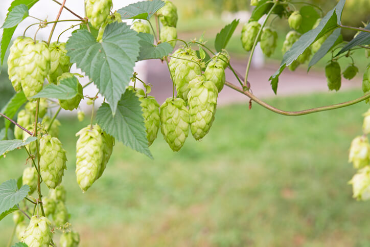 Bewässerung, Düngergaben und Rückschnitt