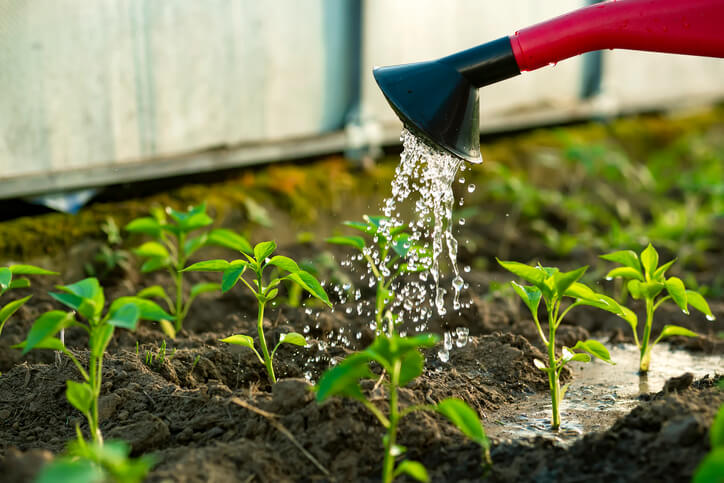 Bewässerung während der Keim- und Anzuchtphase
