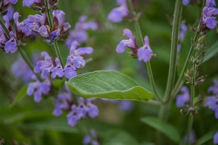 Blätter und Blüten