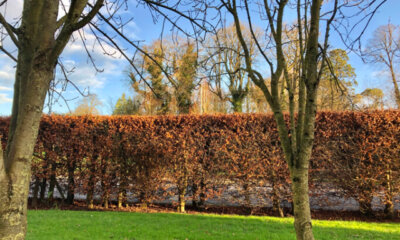 Blutbuchenhecke - Pflanz-Ratgeber