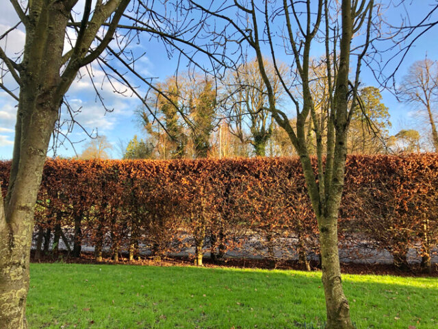 Blutbuchenhecke - Pflanz-Ratgeber