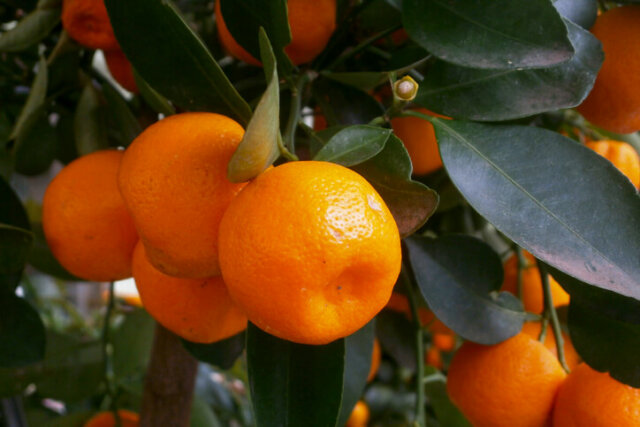 Calamondin - so gelingt die Erziehung als Bonsai!