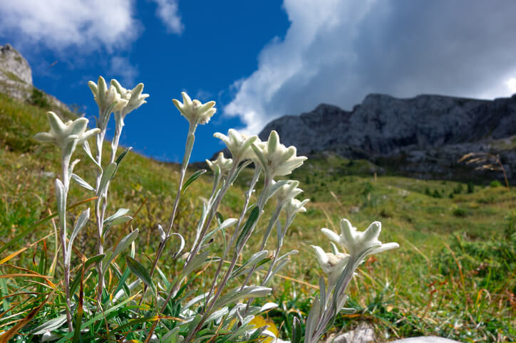 Das Edelweiß - eine streng geschützte, alpine Pflanze
