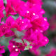 Drillingsblumen - richtiger Beschnitt