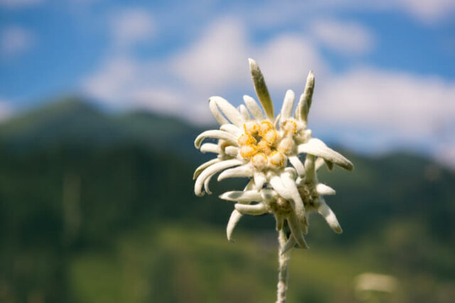 Edelweiß - Wirkung als Heilpflanze