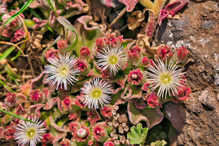 Eiskraut (Mesembryanthemum crystallinum)